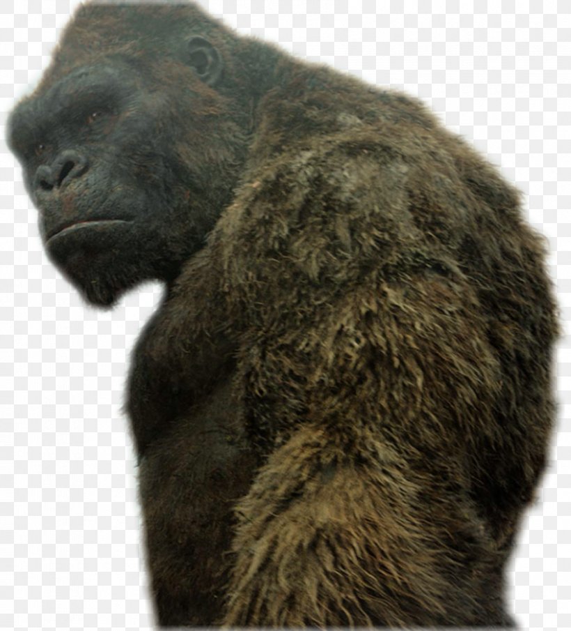 King Kong Film MonsterVerse Monster Movie Box Office, PNG, 850x939px, King Kong, Box Office, Cinema, Fauna, Film Download Free