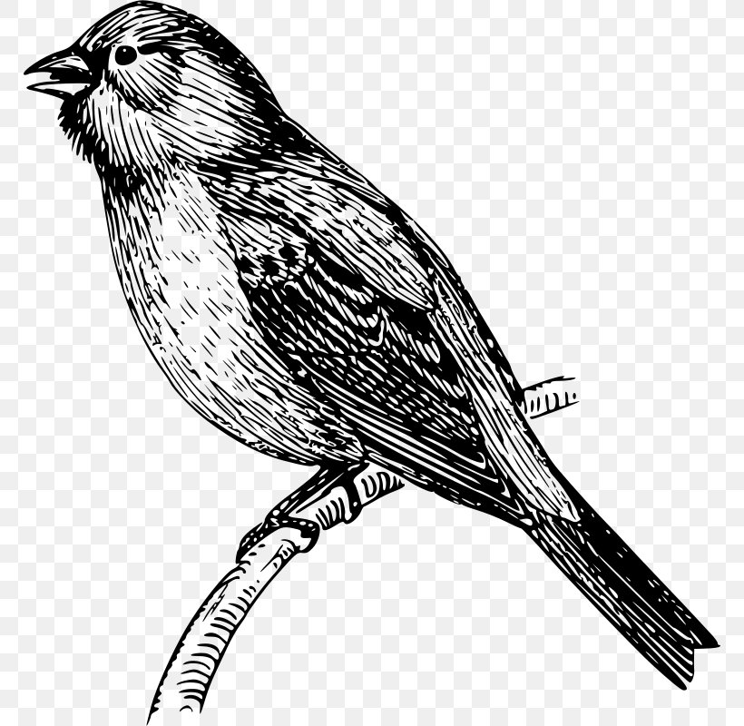 Mockingbird Vector Graphics Drawing Clip Art, PNG, 768x800px, Mockingbird, Atlantic Canary, Beak, Bird, Canary Download Free