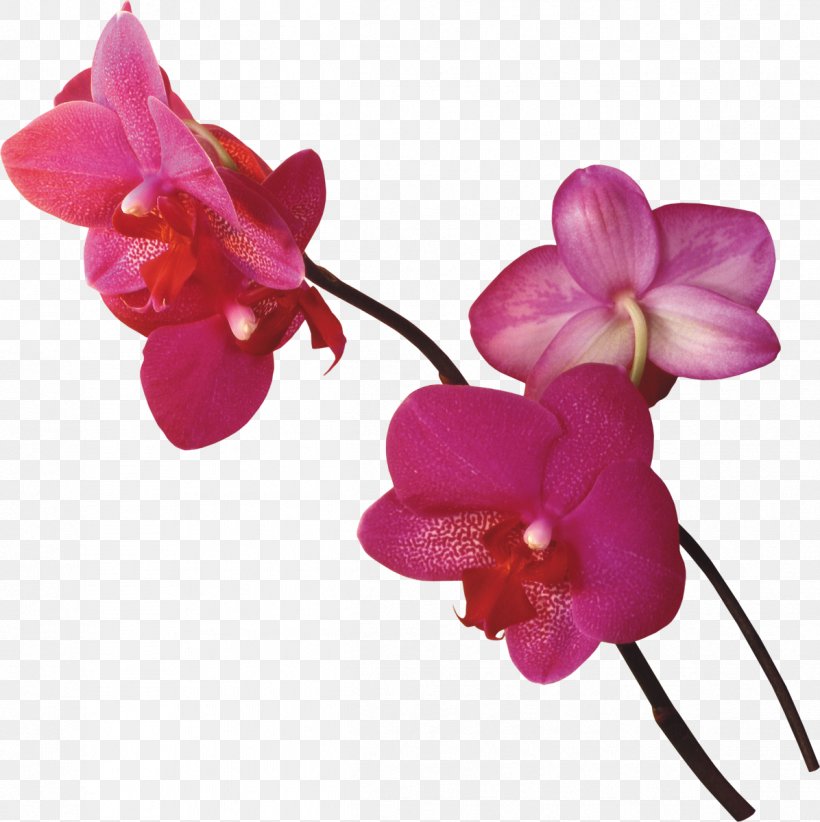 Flower Clip Art, PNG, 1196x1200px, Flower, Cut Flowers, Digital Image, Display Resolution, Flowering Plant Download Free