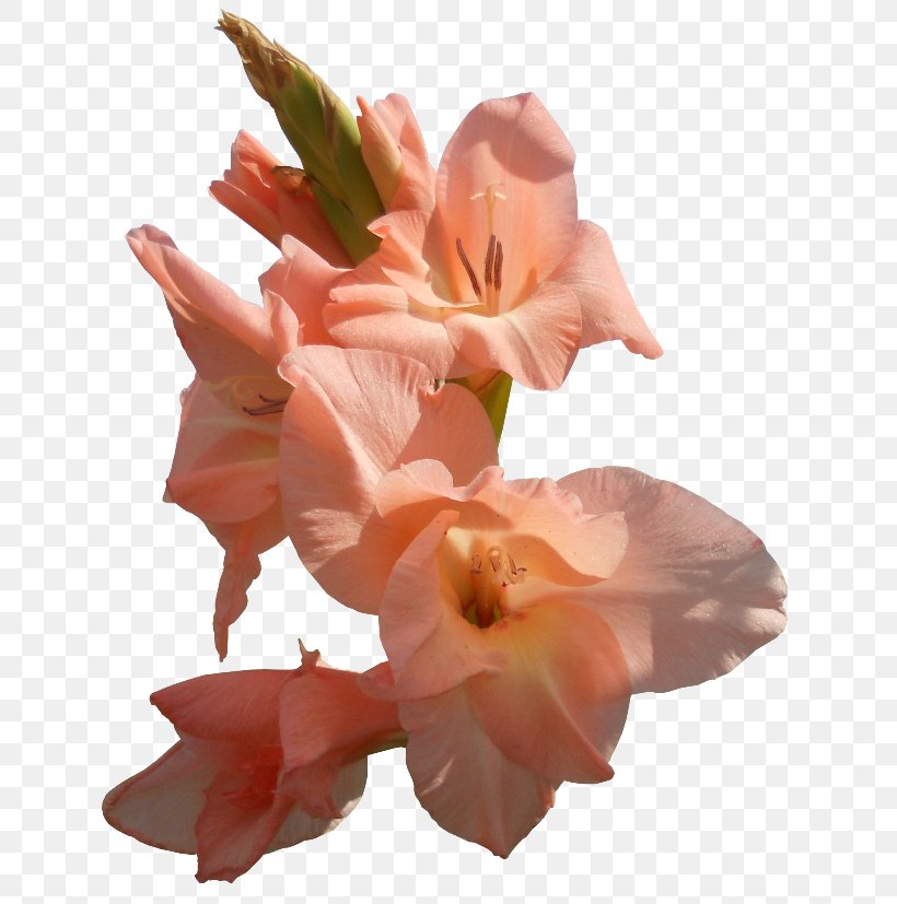 Gladiolus Petal Cut Flowers Iris Family, PNG, 650x827px, Gladiolus, Bud, Canna Family, Canna Lily, Cut Flowers Download Free
