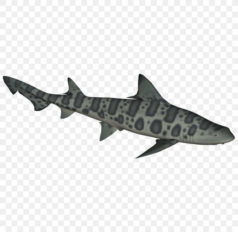 Requiem Sharks Leopard Shark School Shark Cartilaginous Fishes Broadnose Sevengill Shark, PNG, 800x800px, Requiem Sharks, Bluntnose Sixgill Shark, Broadnose Sevengill Shark, Cartilaginous Fish, Cartilaginous Fishes Download Free