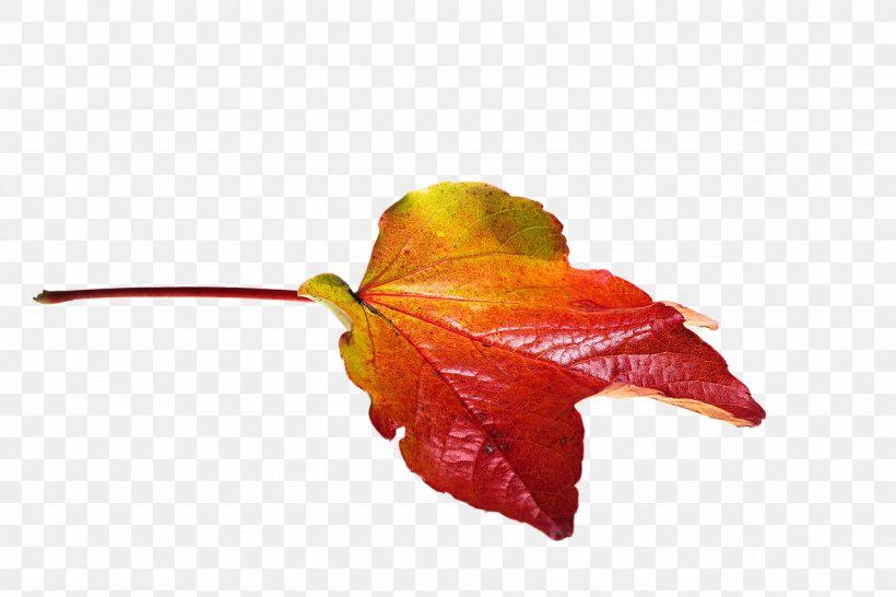 Autumn Leaf Color, PNG, 1280x853px, Autumn Leaf Color, Autumn, Color, Flower, Image Resolution Download Free