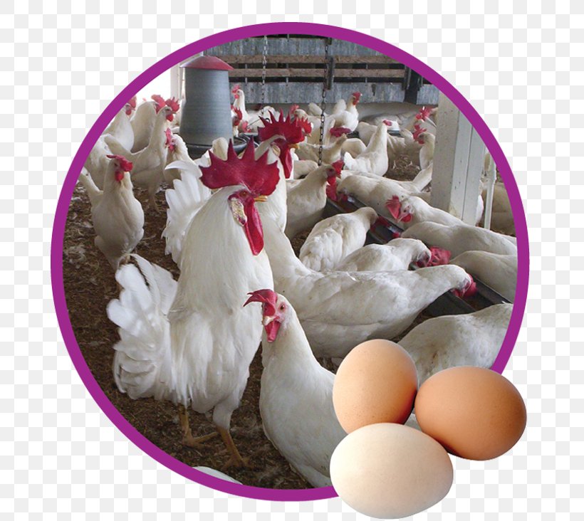 Chicken Poultry Egypt Agriculture Price, PNG, 731x732px, Chicken, Agriculture, Al Ahly Sc, Bank, Egg Download Free