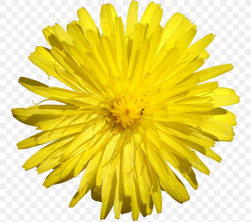 Common Daisy Stock Photography Flower Clip Art, PNG, 750x726px, Common Daisy, Chrysanths, Color, Cut Flowers, Daisy Family Download Free