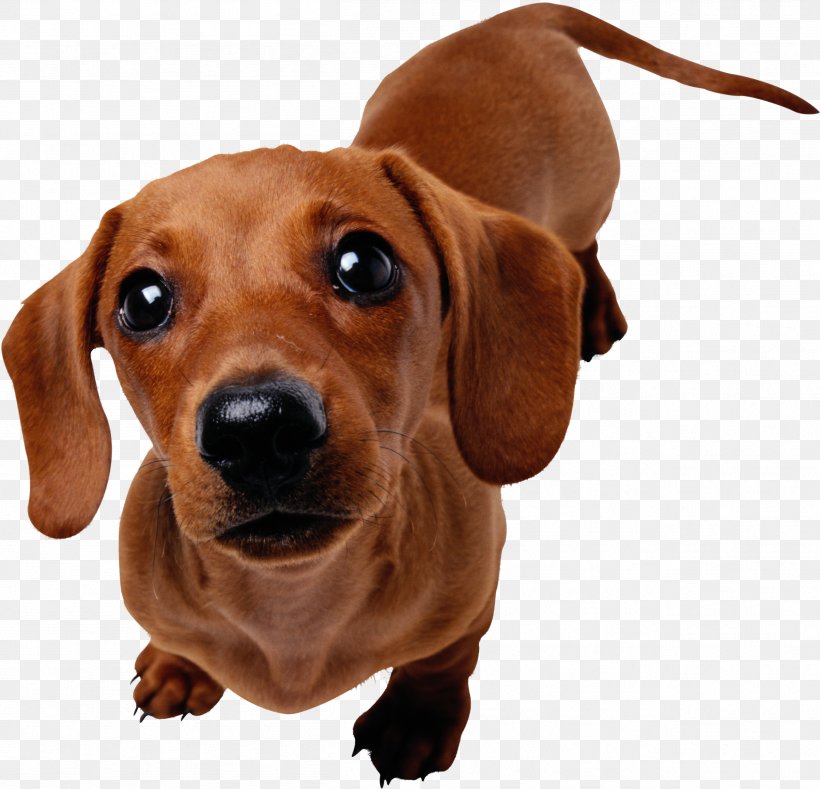 Dachshund Newfoundland Dog Puppy Cat Pet Sitting, PNG, 2513x2421px, Dachshund, Carnivoran, Cat, Companion Dog, Conformation Show Download Free