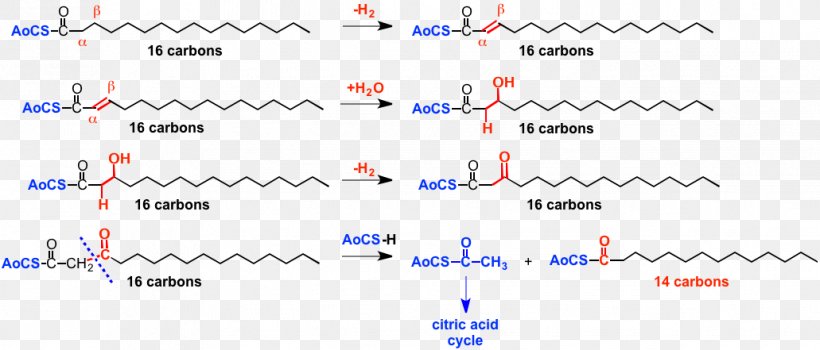 Fatty Acid Lipid Triglyceride Carbohydrate, PNG, 1031x441px, Fatty Acid, Acid, Area, Beta Oxidation, Blue Download Free
