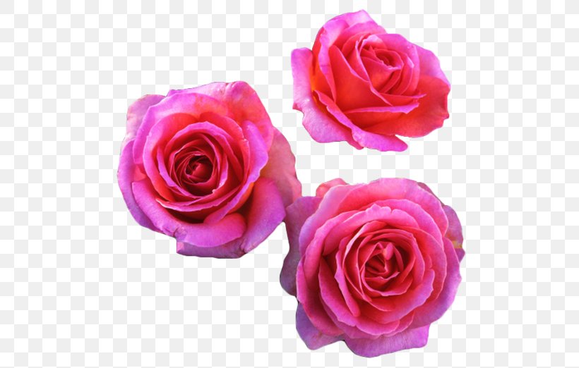 Fragrant Roses Shrub Roses Starting A Rose Garden, PNG, 500x522px, Fragrant Roses, Artificial Flower, Cut Flowers, Floral Design, Floribunda Download Free