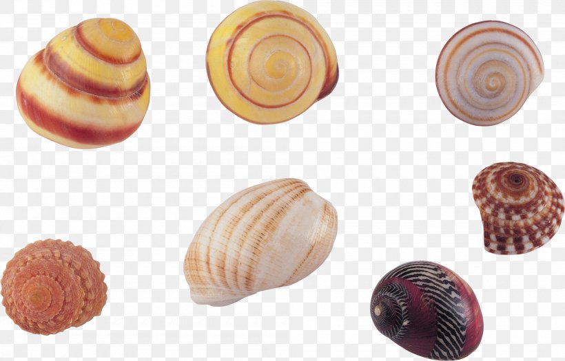 Seashell Sea Snail Clip Art, PNG, 2000x1282px, Seashell, Baltic Clam, Clam, Clams Oysters Mussels And Scallops, Cockle Download Free