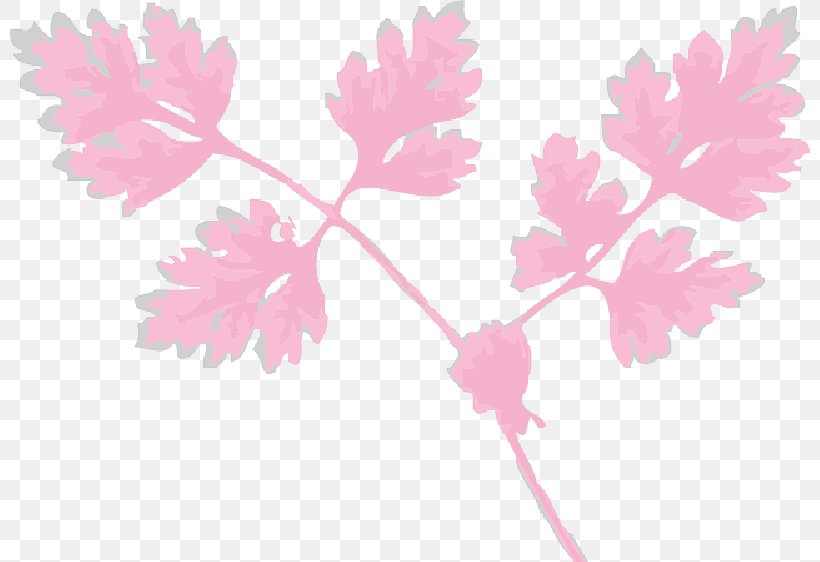 Chervil Leaf Herb Parsley Plants, PNG, 800x562px, Chervil, Branch, Drawing, Flower, Flowering Plant Download Free