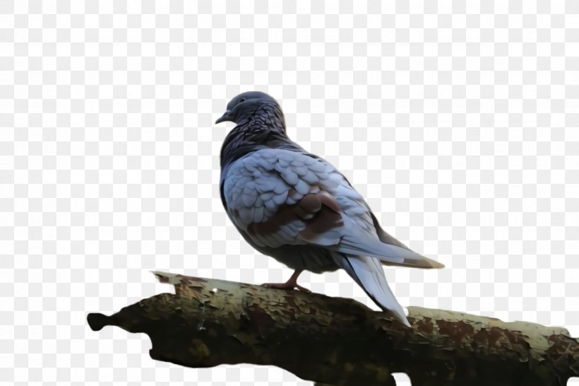 Dove Bird, PNG, 2448x1632px, Pigeon, American Sparrows, Beak, Bird, Cuckoo Download Free