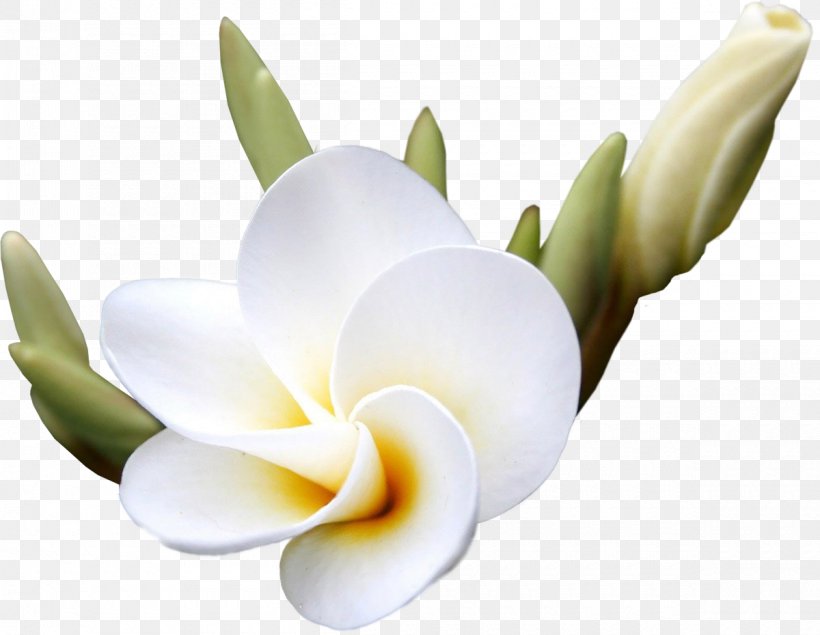 Flower Frangipani Clip Art, PNG, 1200x930px, Flower, Blume, Cut Flowers, Digital Image, Floral Design Download Free