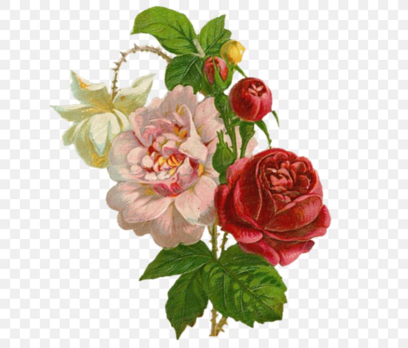 Garden Roses Painting Art Clip Art, PNG, 622x699px, Garden Roses, Art, Artificial Flower, Centifolia Roses, Cut Flowers Download Free