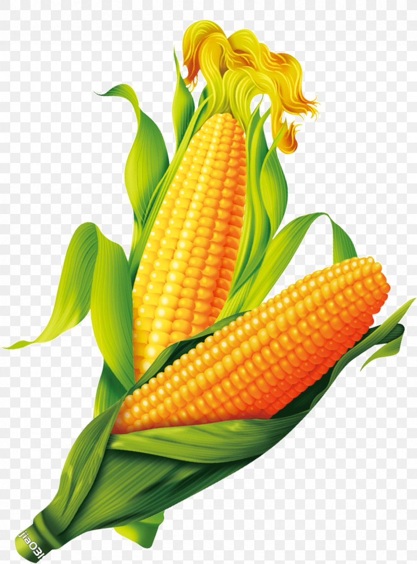 Corn On The Cob Maize Gold, PNG, 1178x1591px, Corn On The Cob, Cereal, Commodity, Corn Starch, Food Download Free