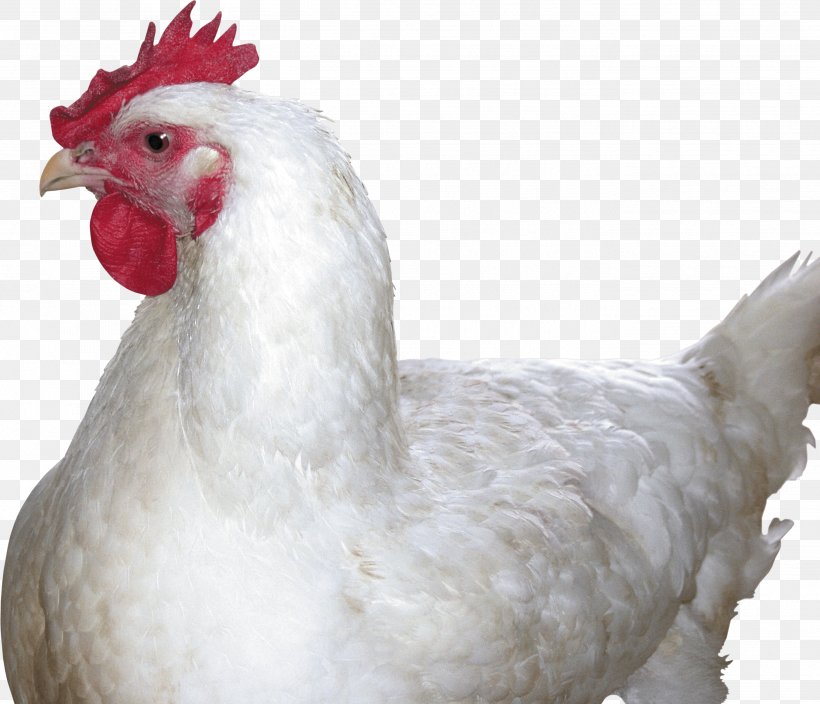 Fried Chicken Chicken Meat Food, PNG, 2699x2319px, Chicken, Beak, Bird, Chicken Meat, Feather Download Free