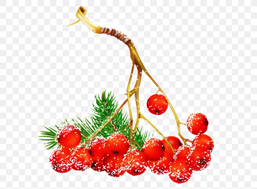 Christmas Berries, PNG, 600x604px, Berries, Accessory Fruit, Alpine Strawberry, Berry, Brazilian Peppertree Download Free