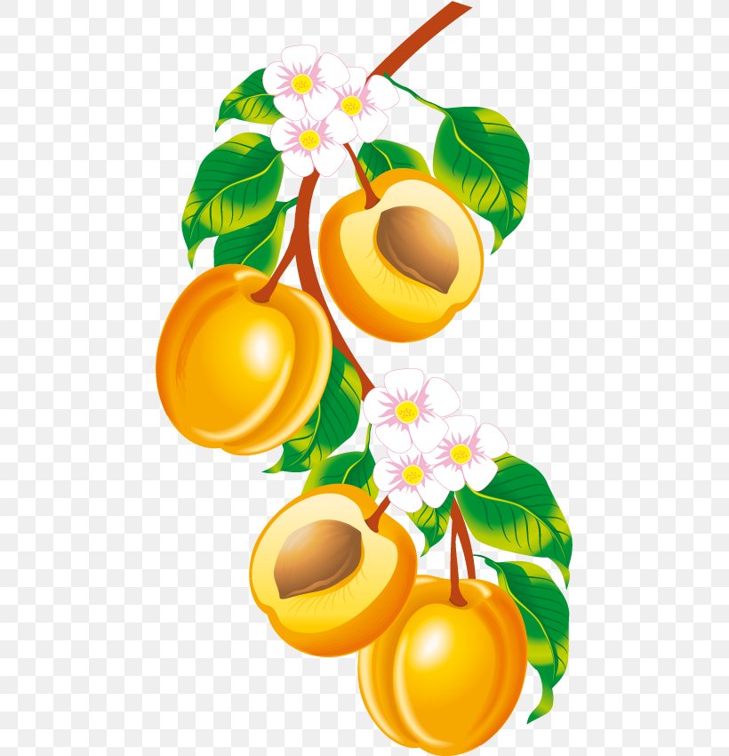 Peach Apricot Clip Art, PNG, 469x850px, Peach, Apricot, Citrus, Flower, Flowering Plant Download Free