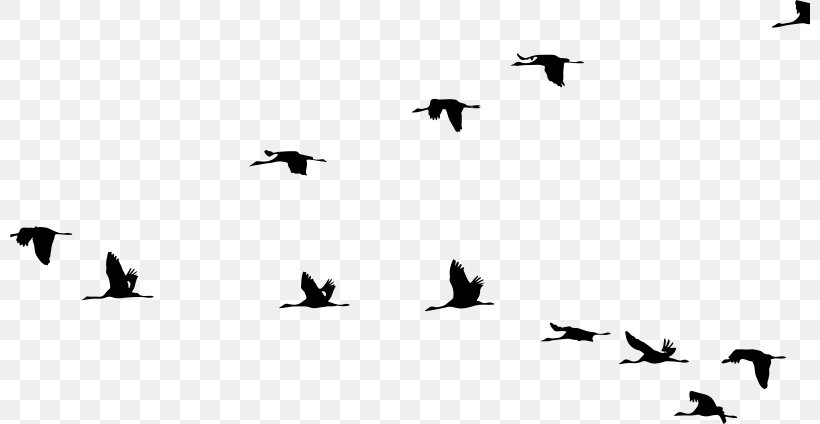 Crane Bird Flight, PNG, 800x424px, Crane, Animal Migration, Beak, Bird, Bird Flight Download Free