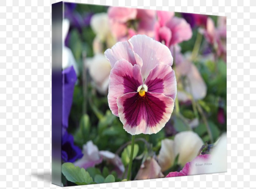Pansy Violet Annual Plant Tile Coasters, PNG, 650x605px, Pansy, Annual Plant, Coasters, Flower, Flowering Plant Download Free
