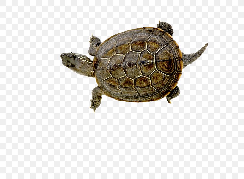 Box Turtles Raster Graphics Tortoise Clip Art, PNG, 800x600px, Box Turtles, Box Turtle, Chelydridae, Common Snapping Turtle, Crocodiles Download Free