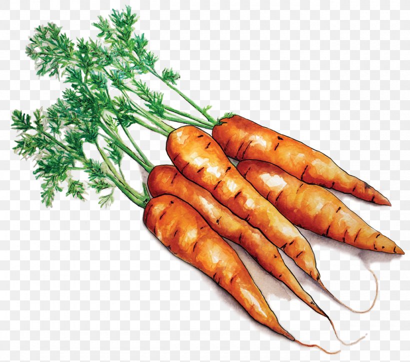 Farmto School Project Ma Local Food Carrot Farm To School, PNG, 1280x1130px, Farmto School Project Ma, Baby Carrot, Cafeteria, Carrot, Farm Download Free