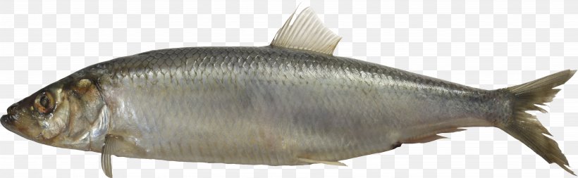 Sardine Milkfish, PNG, 5752x1775px, Bony Fishes, Animal Source Foods, Bony Fish, Capelin, Carp Download Free