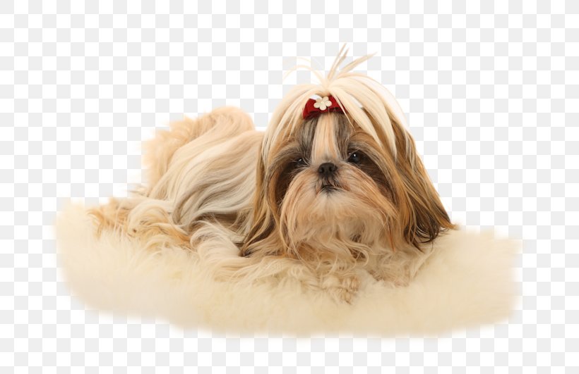 Shih Tzu Havanese Dog Lhasa Apso Poodle Chinese Imperial Dog, PNG, 800x531px, Shih Tzu, Carnivoran, Chinese Imperial Dog, Companion Dog, Dog Download Free