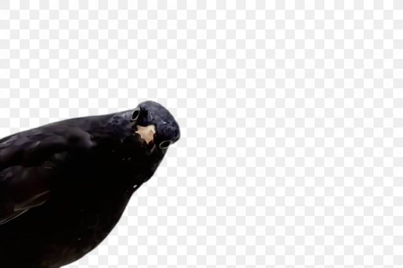 Bird Beak Blackbird Crow Crow-like Bird, PNG, 2000x1332px, Watercolor, Beak, Bird, Blackbird, Crow Download Free