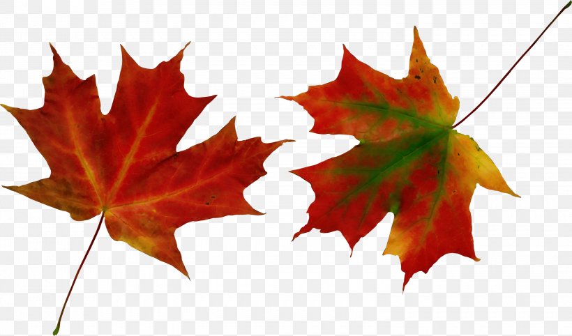 Canada Maple Leaf, PNG, 3000x1765px, Watercolor, Autumn, Black Maple, Canada, Deciduous Download Free