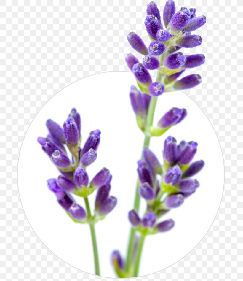 English Lavender Flower Stock Photography Lavender Oil, PNG, 710x947px, English Lavender, Bluebonnet, Clary, Essential Oil, Flower Download Free