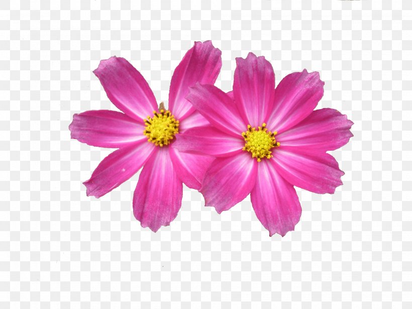 Flower Garden Desktop Wallpaper Clip Art, PNG, 1900x1425px, Flower, Annual Plant, Aster, Blue, Chrysanths Download Free