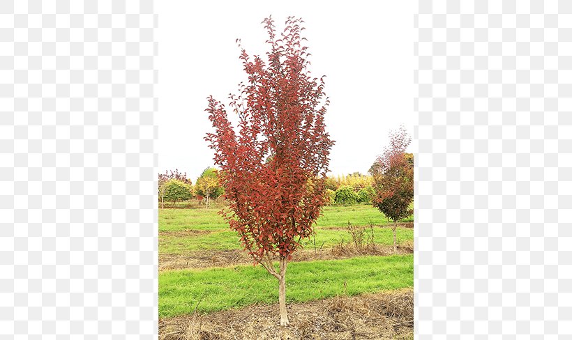 Sugar Maple Big Trees Inc Shrub Nursery, PNG, 650x488px, Sugar Maple, Autumn, Autumn Leaf Color, Branch, Color Download Free