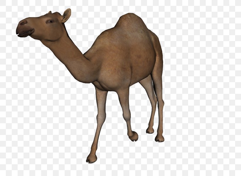 Camel Clip Art, PNG, 800x600px, Camel, Animal Figure, Arabian Camel, Camel Like Mammal, Cattle Like Mammal Download Free
