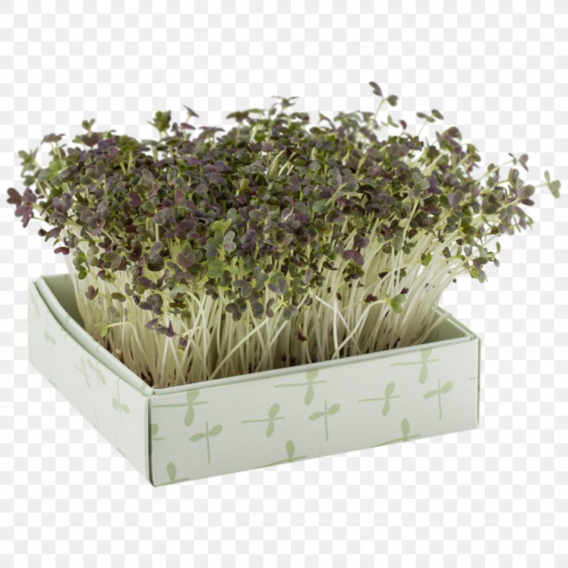 Garden Germination Seed Flowerpot Night, PNG, 1000x1000px, Garden, Christmas, Flowerpot, Germination, Herb Download Free