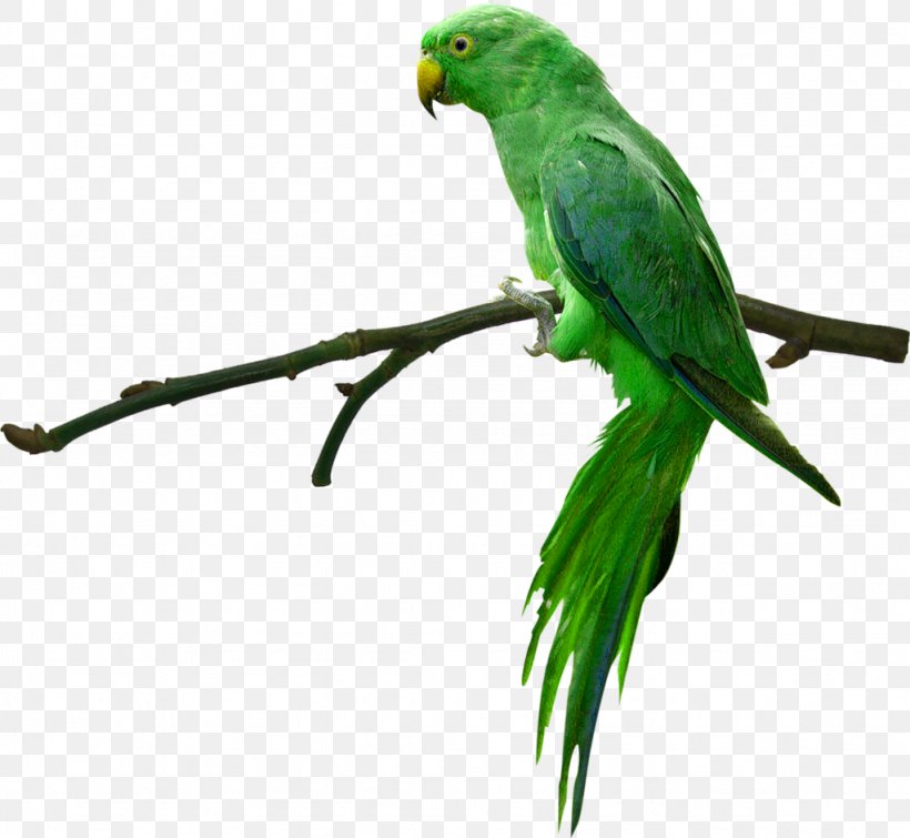 Parrot Bird Rose-ringed Parakeet Desktop Wallpaper High-definition Television, PNG, 1024x943px, 4k Resolution, Parrot, Beak, Bird, Color Download Free