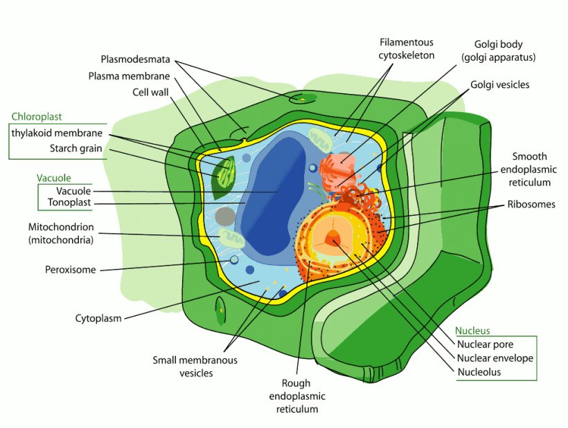 Plant Cell Organelle Chloroplast, PNG, 1001x756px, Watercolor, Cartoon, Flower, Frame, Heart Download Free