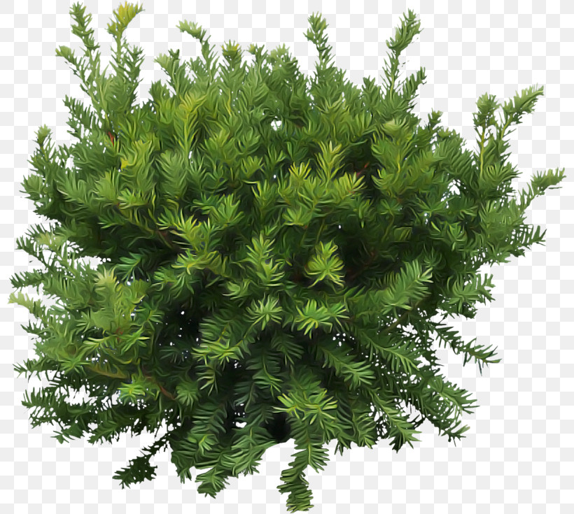 Plant White Pine Tree Yellow Fir Red Juniper, PNG, 800x735px, Plant, American Larch, Flower, Leaf, Red Juniper Download Free