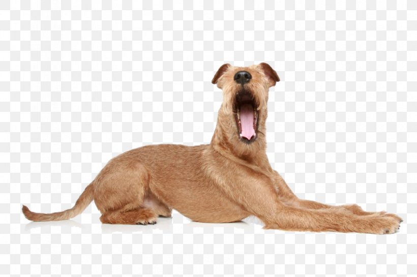 Basenji Chinese Crested Dog Shih Tzu Puppy Boston Terrier, PNG, 849x565px, Basenji, Azawakh, Boston Terrier, Boxer, Breed Download Free