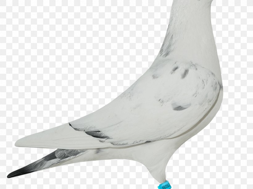 Columbidae Beak Domestic Pigeon, PNG, 1200x900px, Columbidae, Beak, Bird, Columbiformes, Domestic Pigeon Download Free