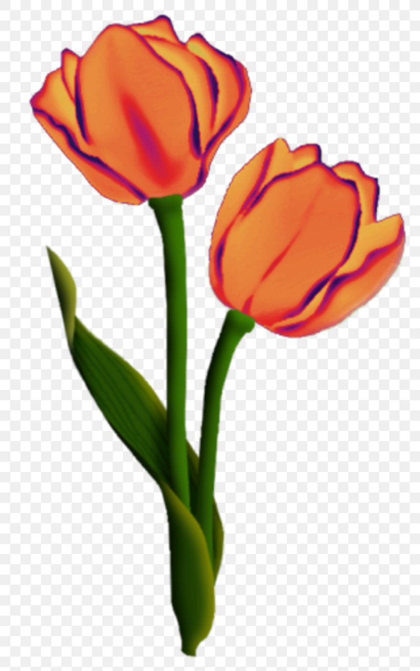 Tulip Cut Flowers Plant Stem Bud Petal, PNG, 800x1308px, Tulip, Bud, Cut Flowers, Flower, Flowering Plant Download Free
