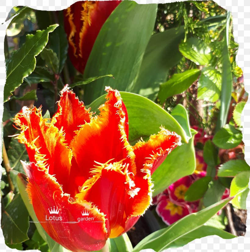 Tulip Petal Annual Plant, PNG, 1583x1600px, Tulip, Annual Plant, Flower, Flowering Plant, Lily Family Download Free