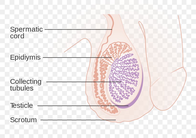 Undescended Testicle Spermatic Cord Hydrocele Testicular Cancer, PNG, 800x576px, Watercolor, Cartoon, Flower, Frame, Heart Download Free