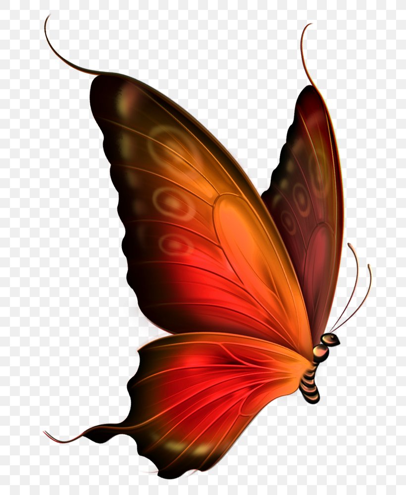 Butterfly Greta Oto Clip Art, PNG, 782x1000px, Butterfly, Arthropod, Blue, Bluegreen, Brush Footed Butterfly Download Free