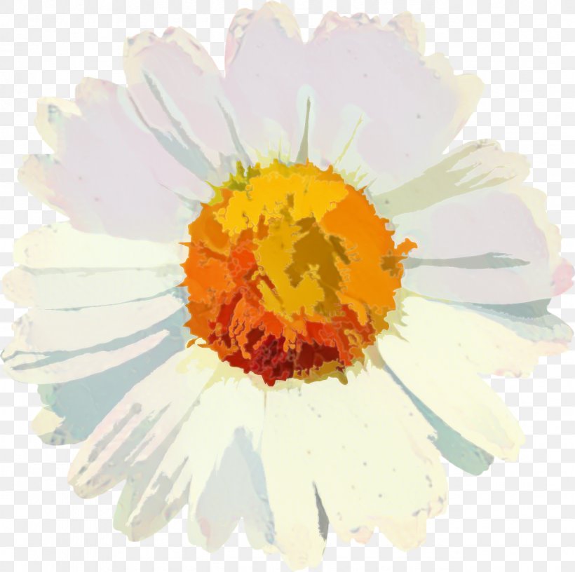 Flowers Background, PNG, 1278x1272px, Flower, Calendula, Camomile, Common Daisy, Cut Flowers Download Free