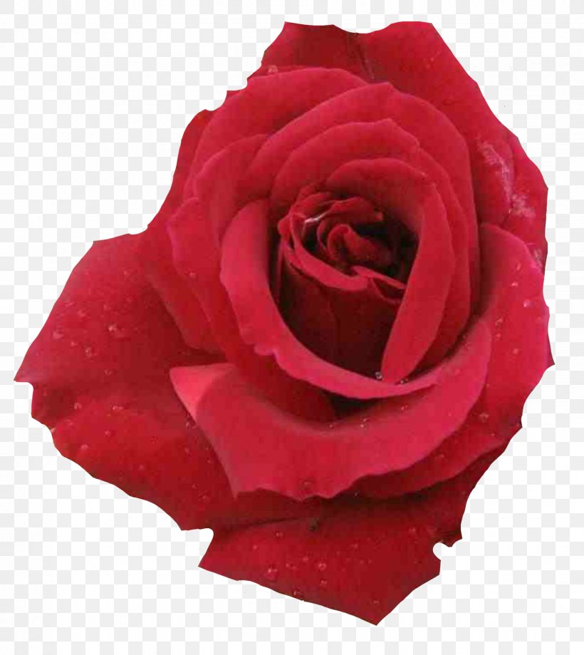 Garden Roses Centifolia Roses Floribunda Rosa 'Albertine', PNG, 1427x1600px, Garden Roses, Black Rose, Centifolia Roses, China Rose, Close Up Download Free