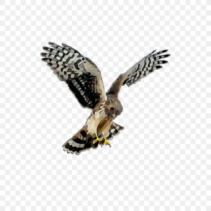 Hawk Owl Common Buzzard Eagle, PNG, 1089x1089px, Hawk, Accipitridae, Accipitriformes, Beak, Bird Download Free