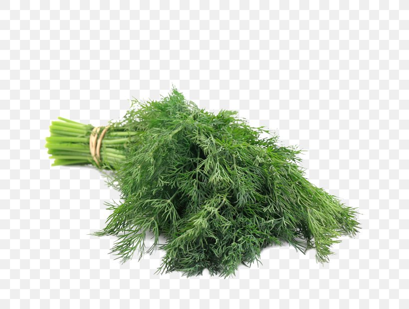 Parsley Irish Rebellion Of 1798 Vegetable Spanish, PNG, 800x620px, Parsley, Dill, English, Grass, Herb Download Free