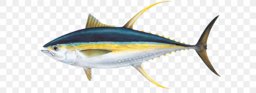 Bigeye Tuna Albacore Yellowfin Tuna Atlantic Bluefin Tuna Skipjack Tuna, PNG, 1100x400px, Bigeye Tuna, Albacore, Atlantic Bluefin Tuna, Bluefin Tuna, Bony Fish Download Free