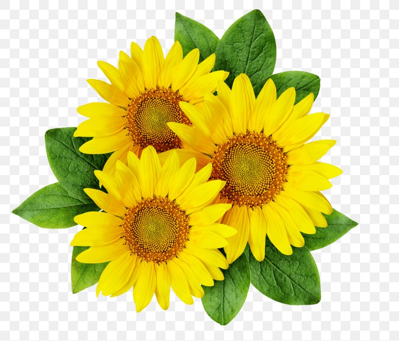 Clip Art Image Illustration Vector Graphics, PNG, 803x701px, Sunflower, Annual Plant, Asterales, Calendula, Cartoon Download Free