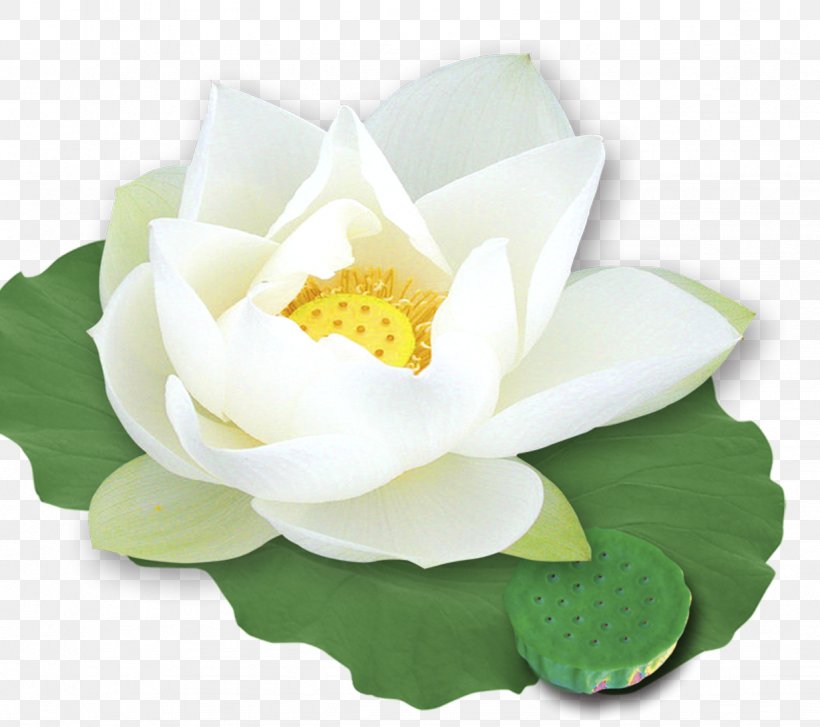 Nelumbo Nucifera Template White, PNG, 1228x1089px, Nelumbo Nucifera, Aquatic Plant, Artificial Flower, Dwg, Floral Design Download Free