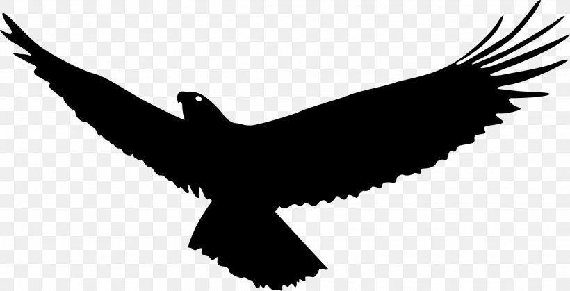 Bald Eagle Bird Flight, PNG, 2221x1135px, Bald Eagle, Accipitriformes, Art, Beak, Bird Download Free